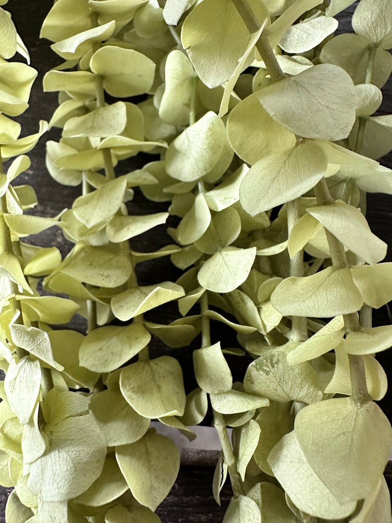 Tallos de Flores Preservadas