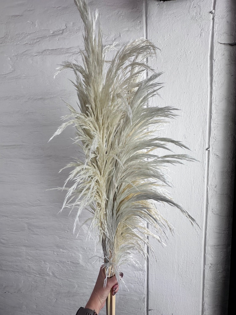 Pampas Preservadas