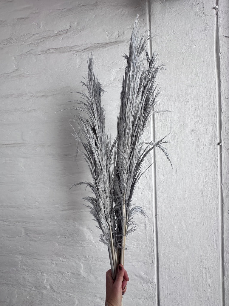 Pampas Preservadas