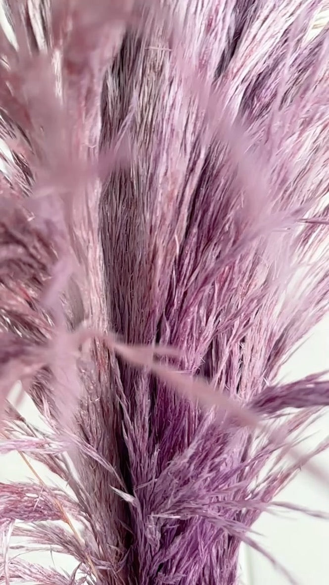 Pampas Preservadas