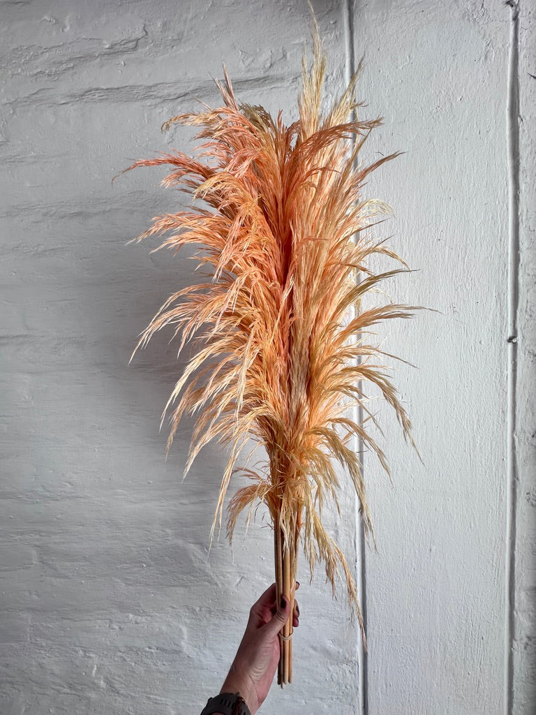 Pampas Preservadas