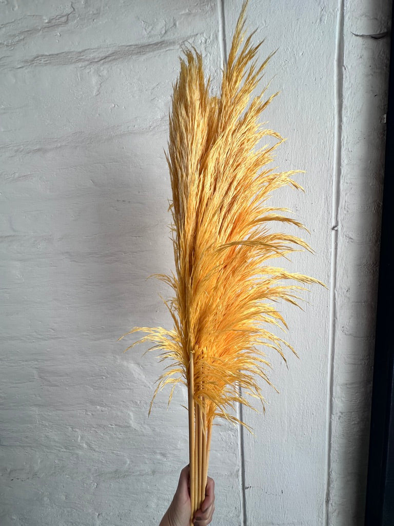 Pampas Preservadas