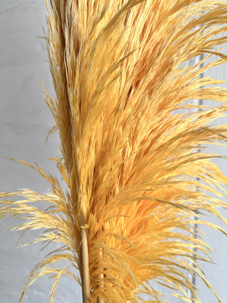 Pampas Preservadas