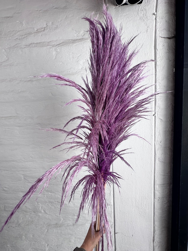 Pampas Preservadas